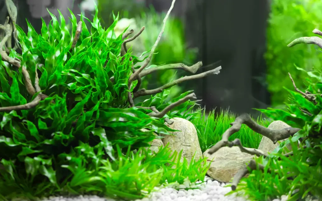 Choosing the Right Plantsfor Your Aquarium