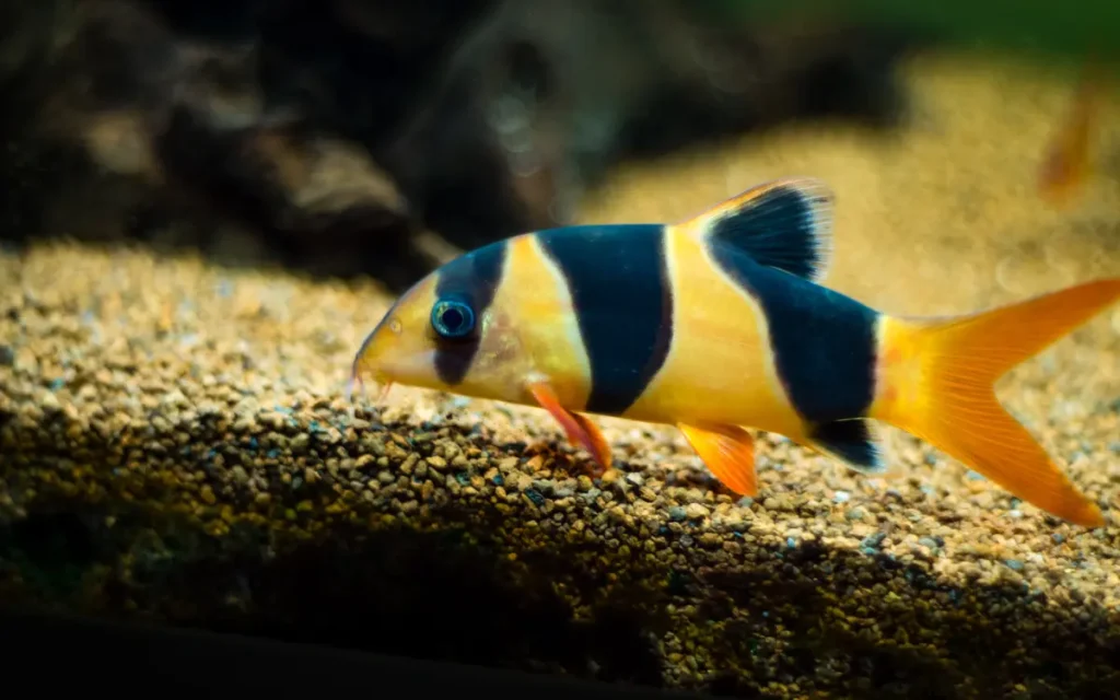 Clown Loach on a aquarium