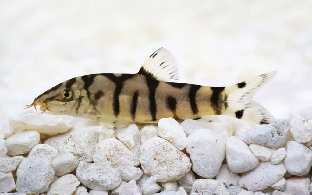 Clown Loach tanks