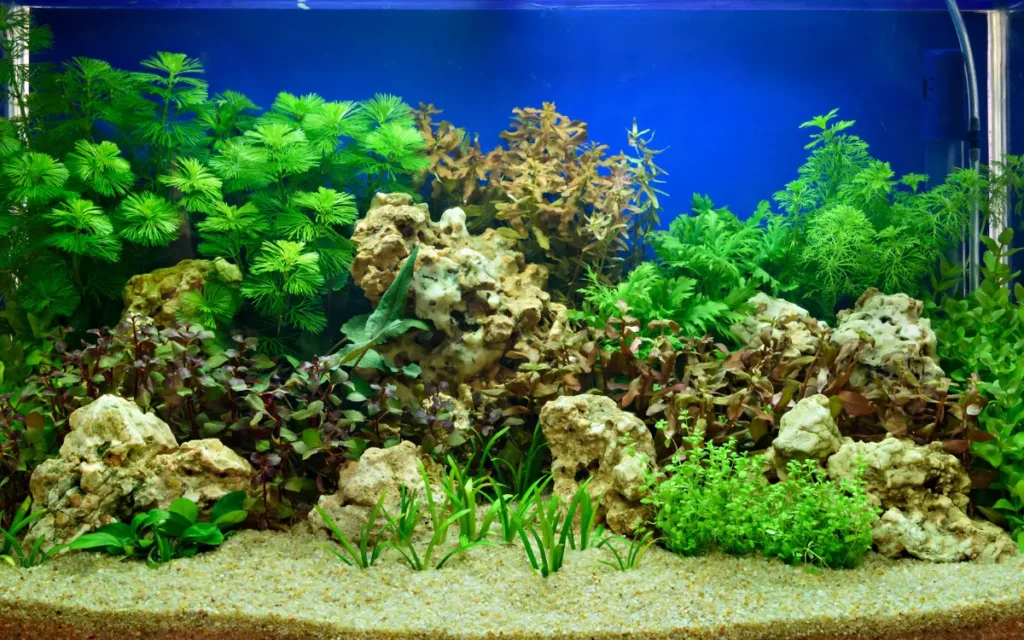 Common Challenges and Solutions planting on aquarium