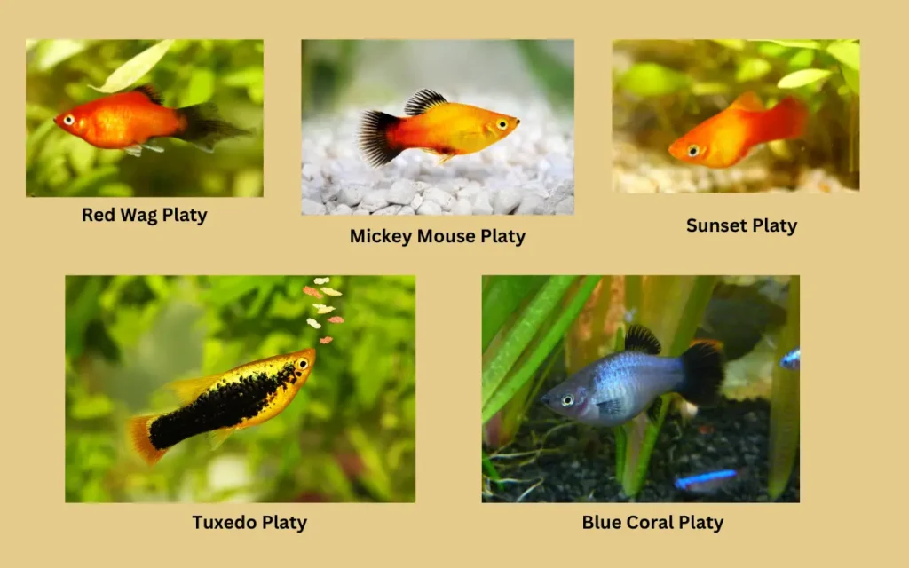 Common Types of Platies Fish