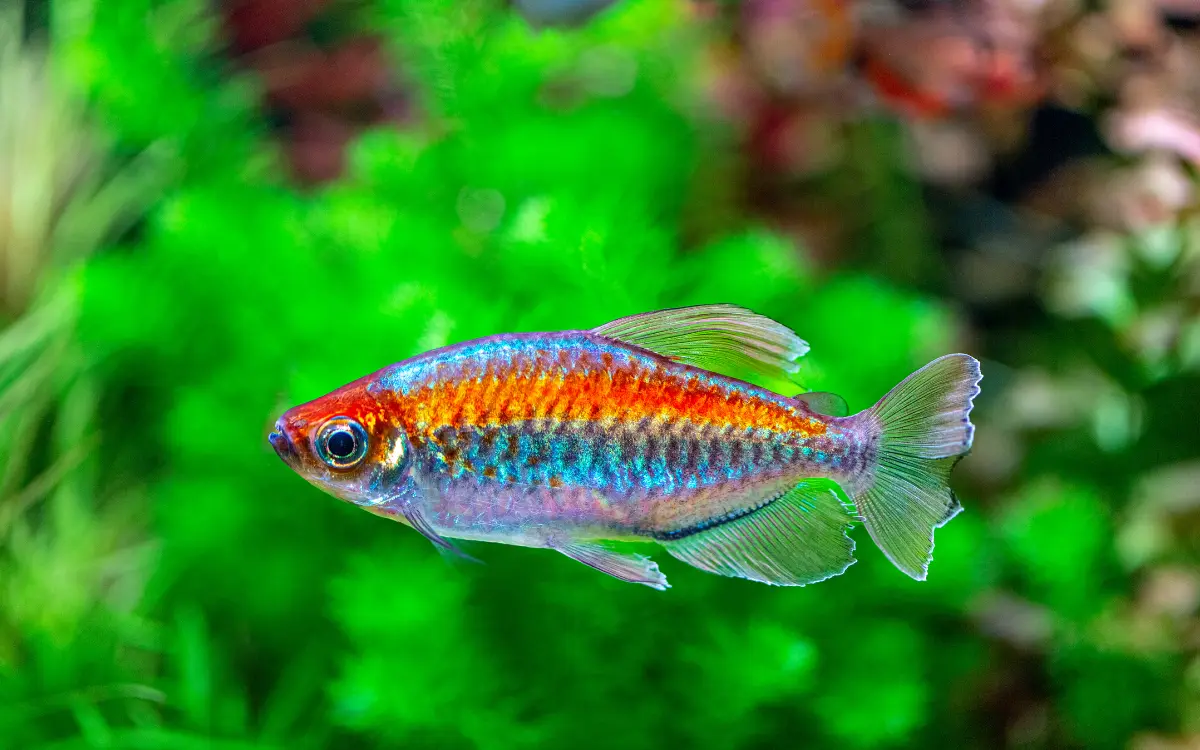 Congo Tetra
