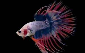 Crown Tail Betta Fish Guide