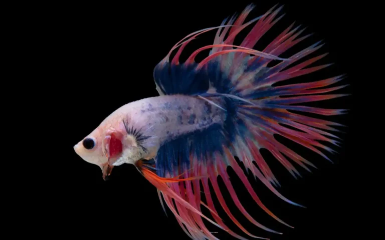 Crown Tail Betta Fish Guide