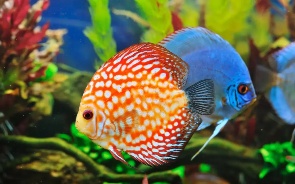 Discus Fish Care Guide Feeding,Breeding Tips