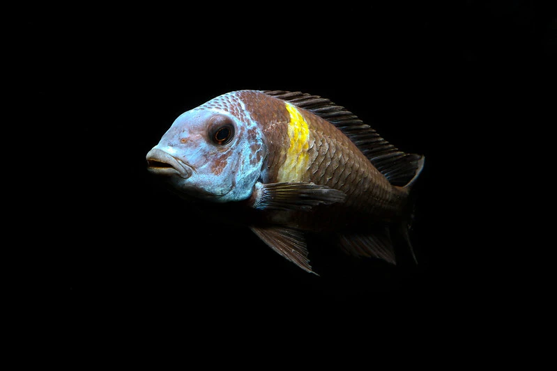 Dubois Cichlid