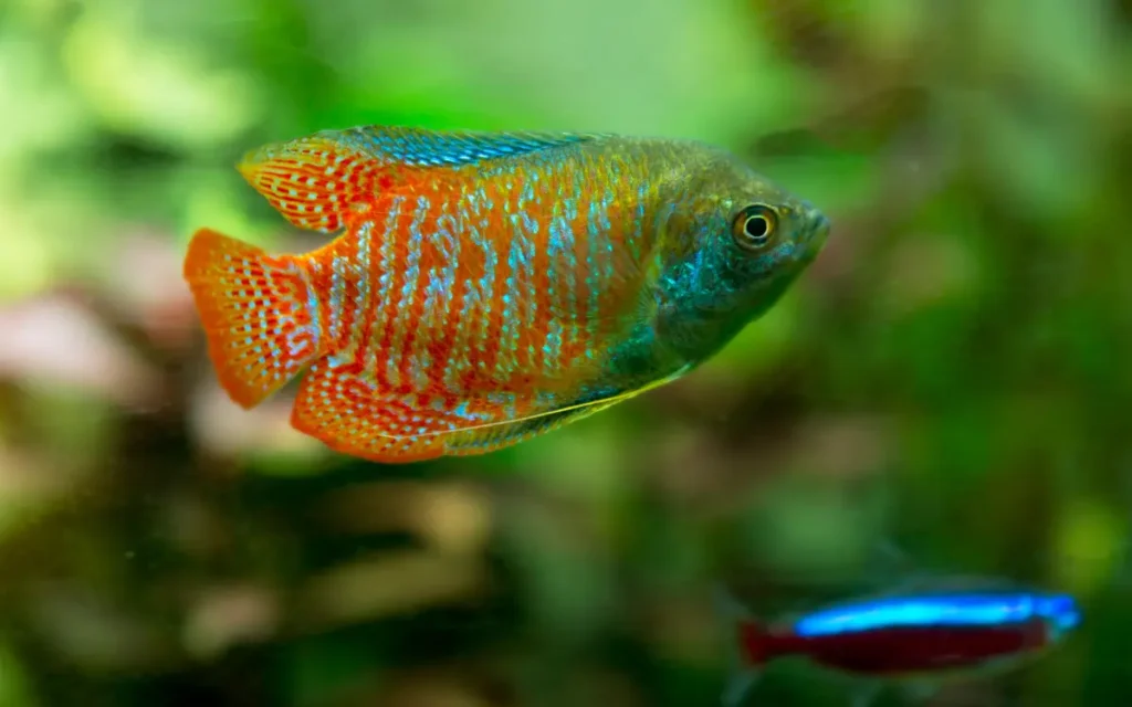 Dwarf Gourami care