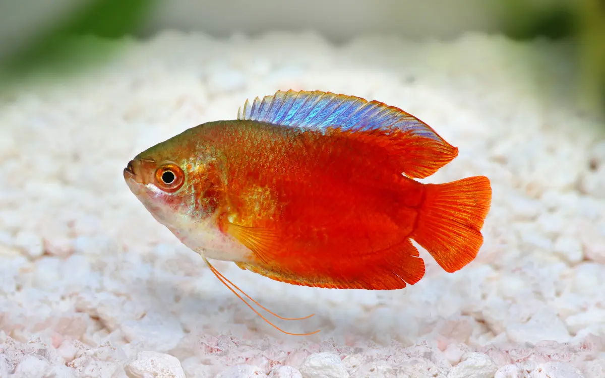 Dwarf-Gourami