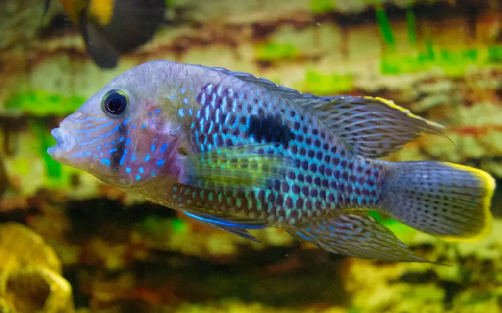 Electric Blue Acara