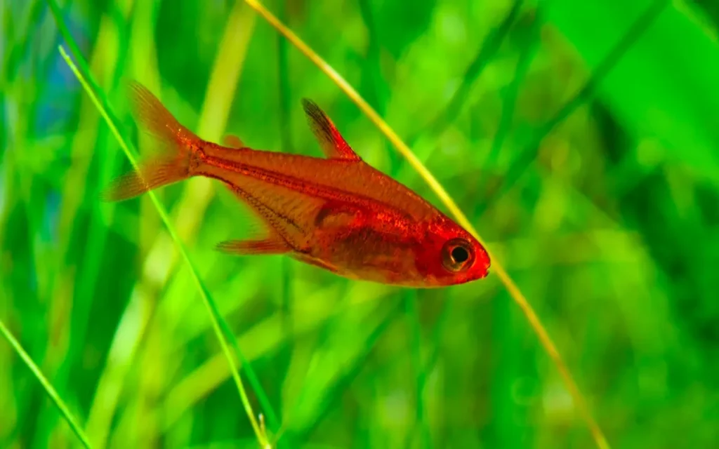 Ember Tetra