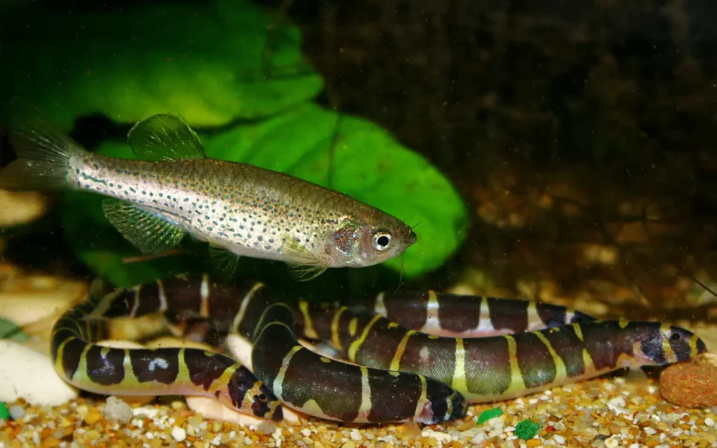 Feeding Kuhli Loach