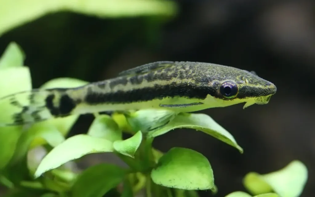 Feeding Otocinclus Catfish