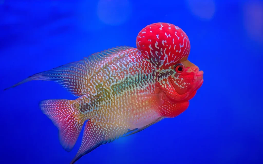 Flowerhorn Cichlid