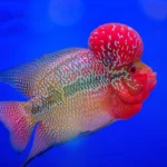 Flowerhorn-Cichlid