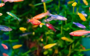 GloFish Danio