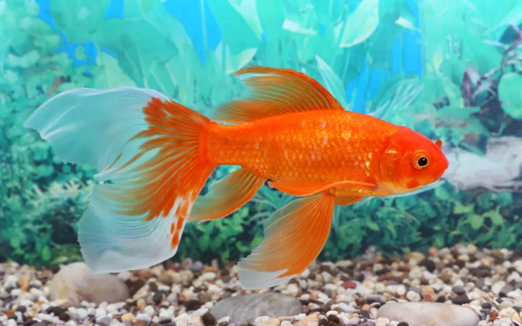 Goldfish on aquariums