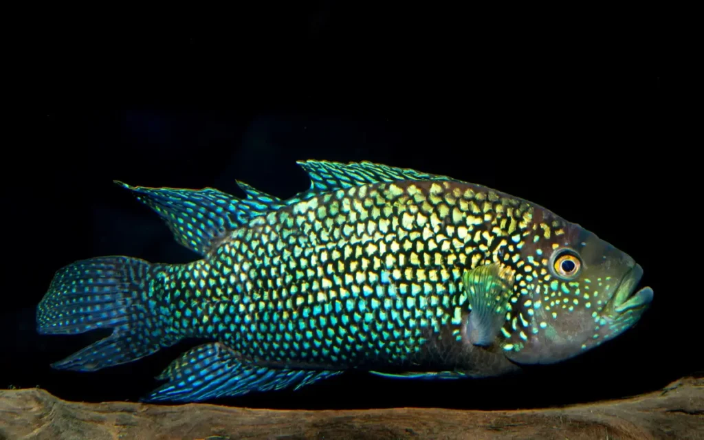 Green Terror Cichlid