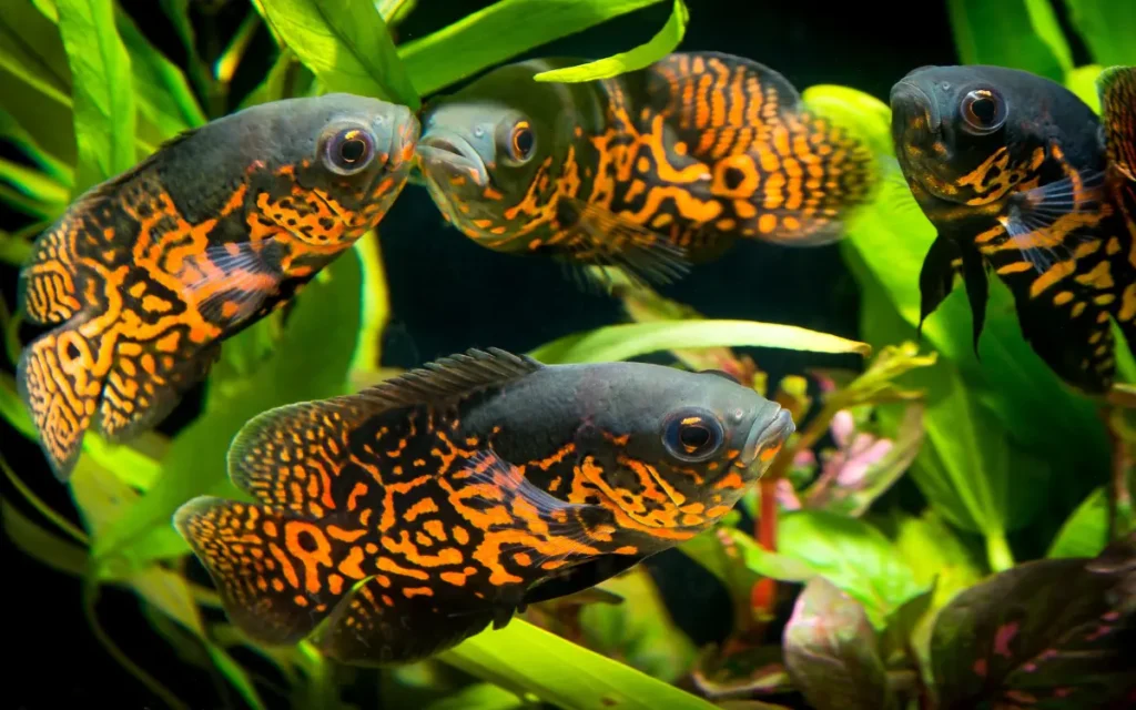 Group Oscar fish