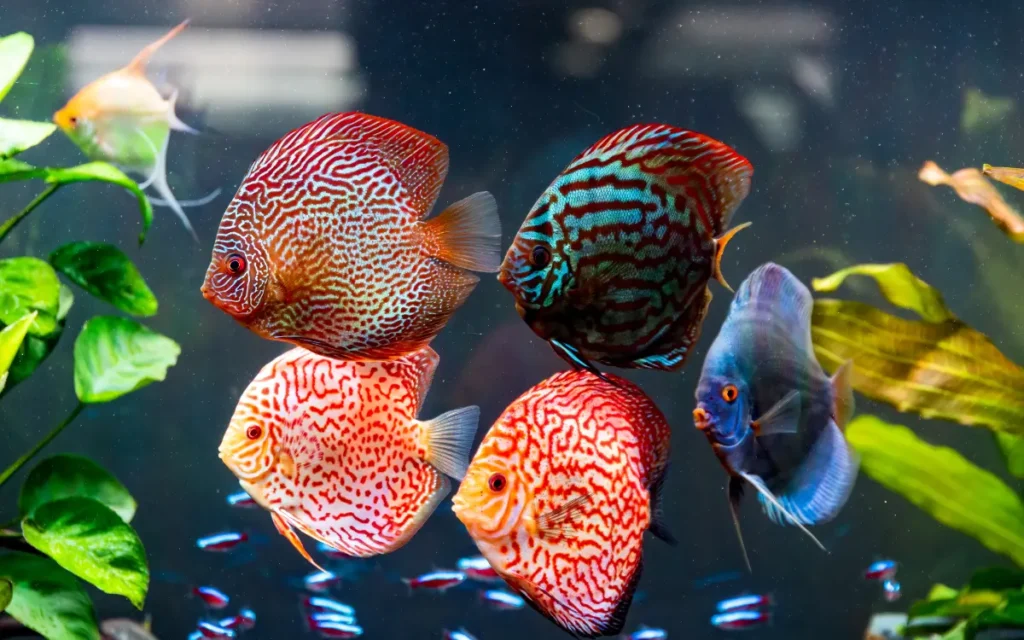 Group of Discus Fish