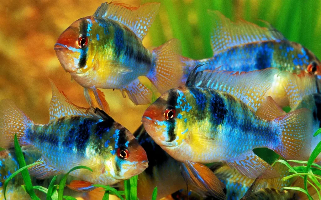 Group of Ram Cichlid