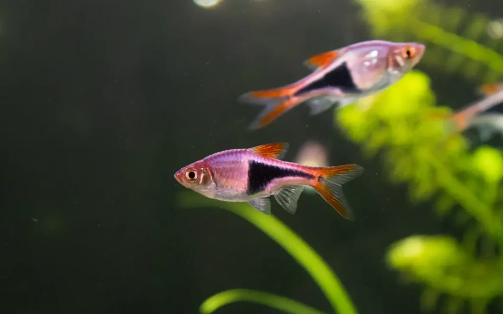 Harlequin Rasbora aquariums