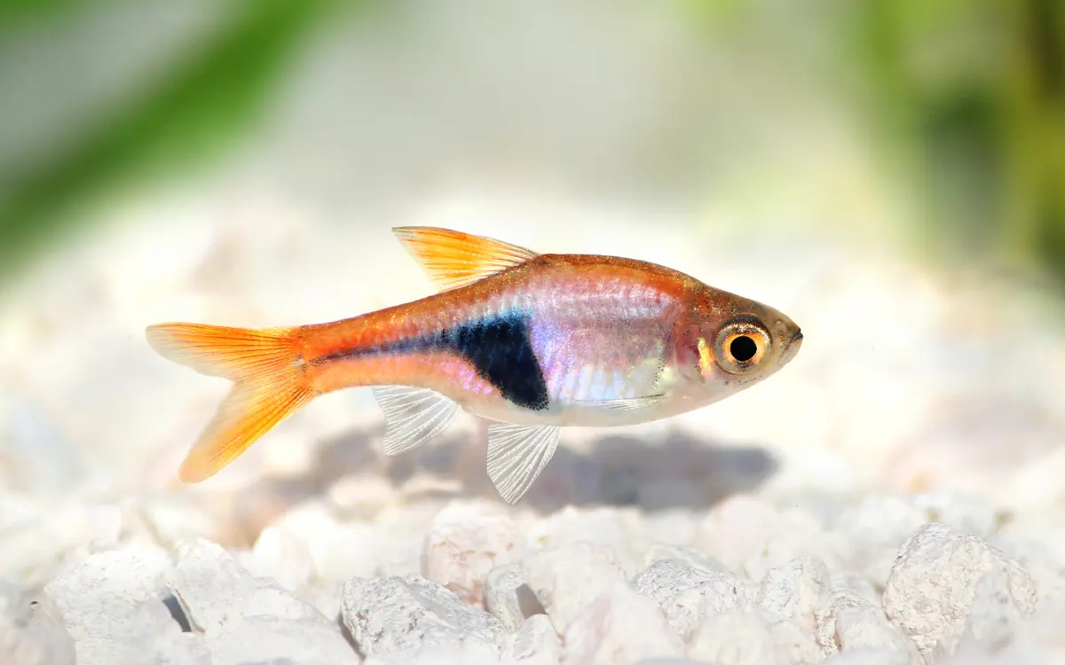 Harlequin Rasbora fish