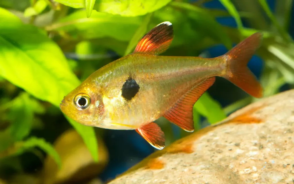 Head and Tail Light Tetras