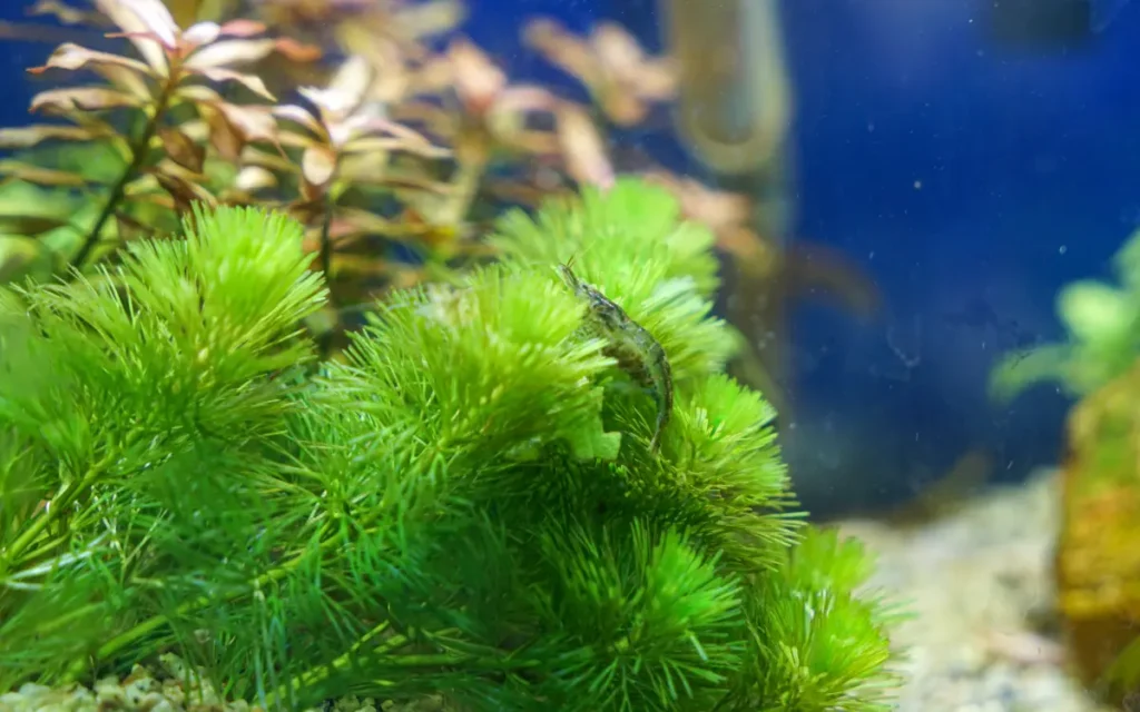 Hornwort