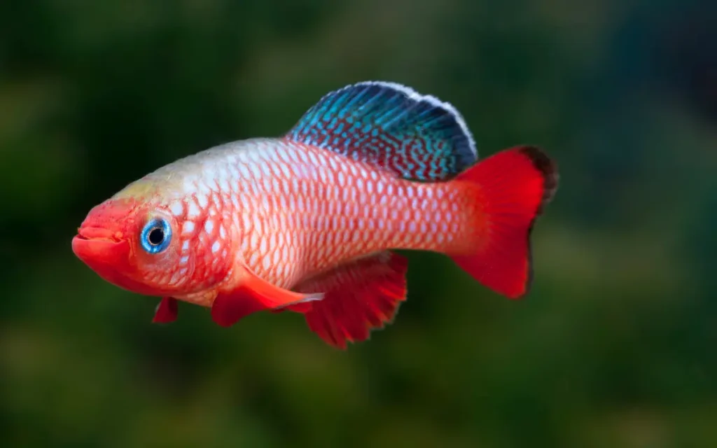 Killifish