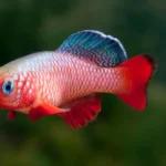 Killifish