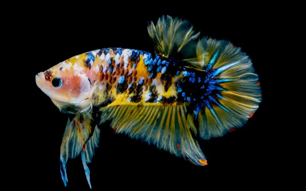 Marble Betta Fish