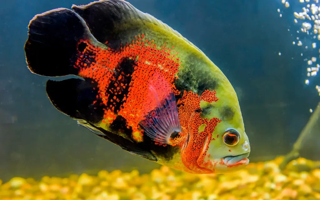 Oscar fish Care Guide Feeding,Breeding Tips
