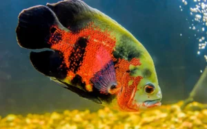 Oscar fish Care Guide Feeding,Breeding Tips
