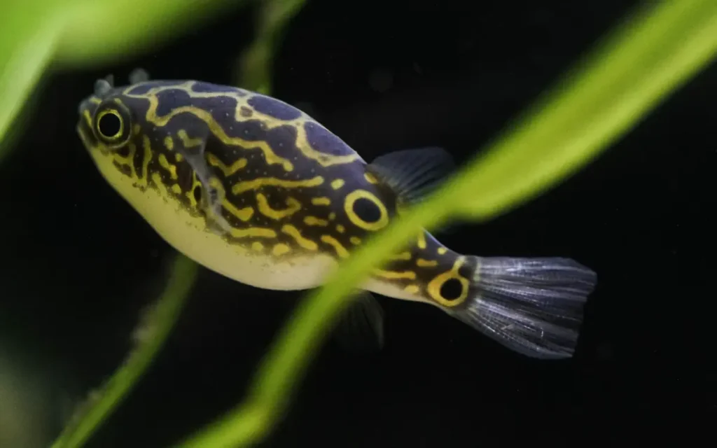 Pea Puffer