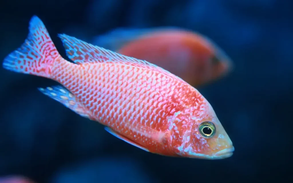 Peacock Cichlid