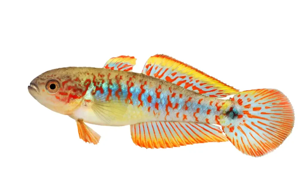 Peacock Gudgeon