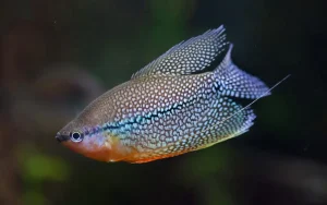 Pearl Gourami