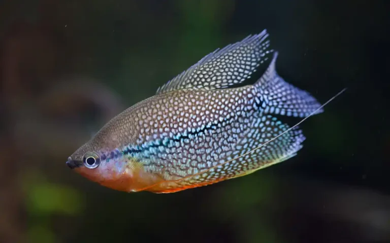 Pearl Gourami