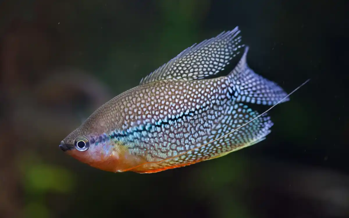 Pearl Gourami