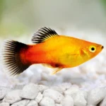 Platies fish