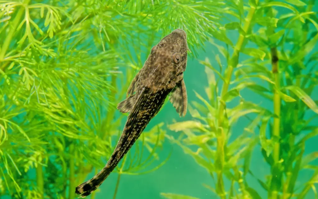 Plecostomus Fish aquariums