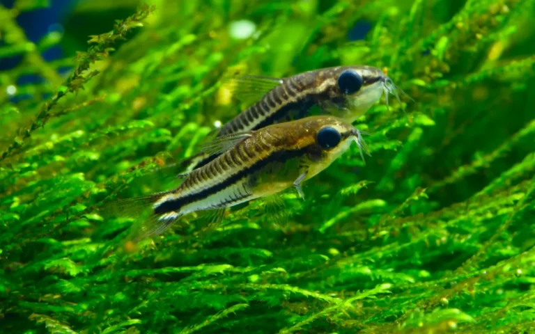 Pygmy Corydoras