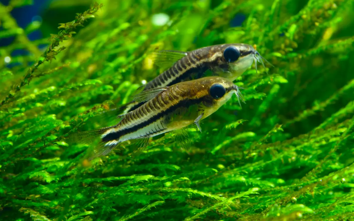 Pygmy Corydoras