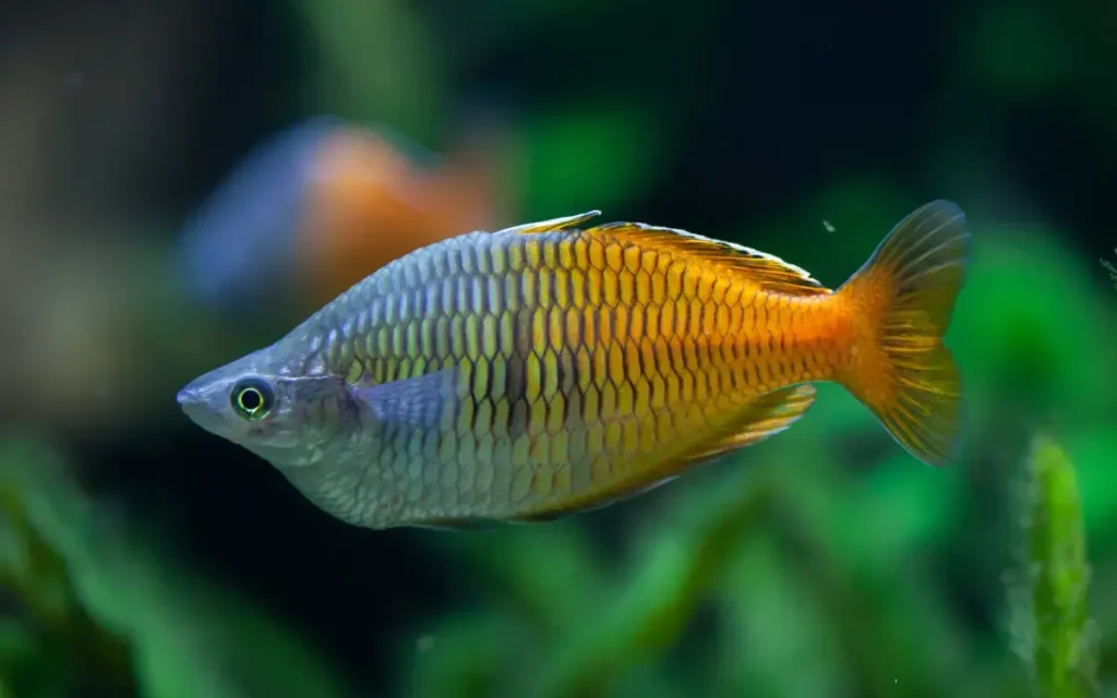 Rainbowfish auqariums