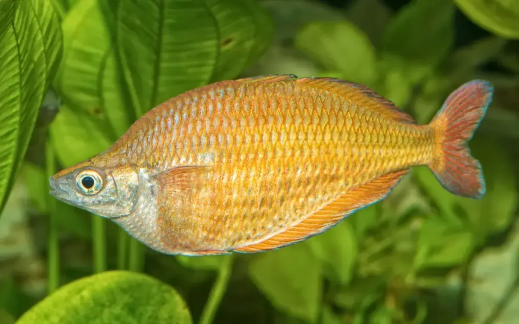 Rainbowfish care and breeding