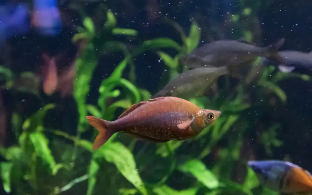 Rainbowfish on a tank