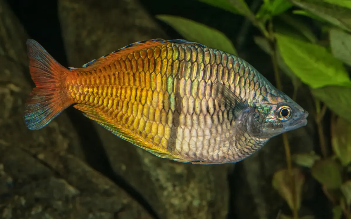 Rainbowfish