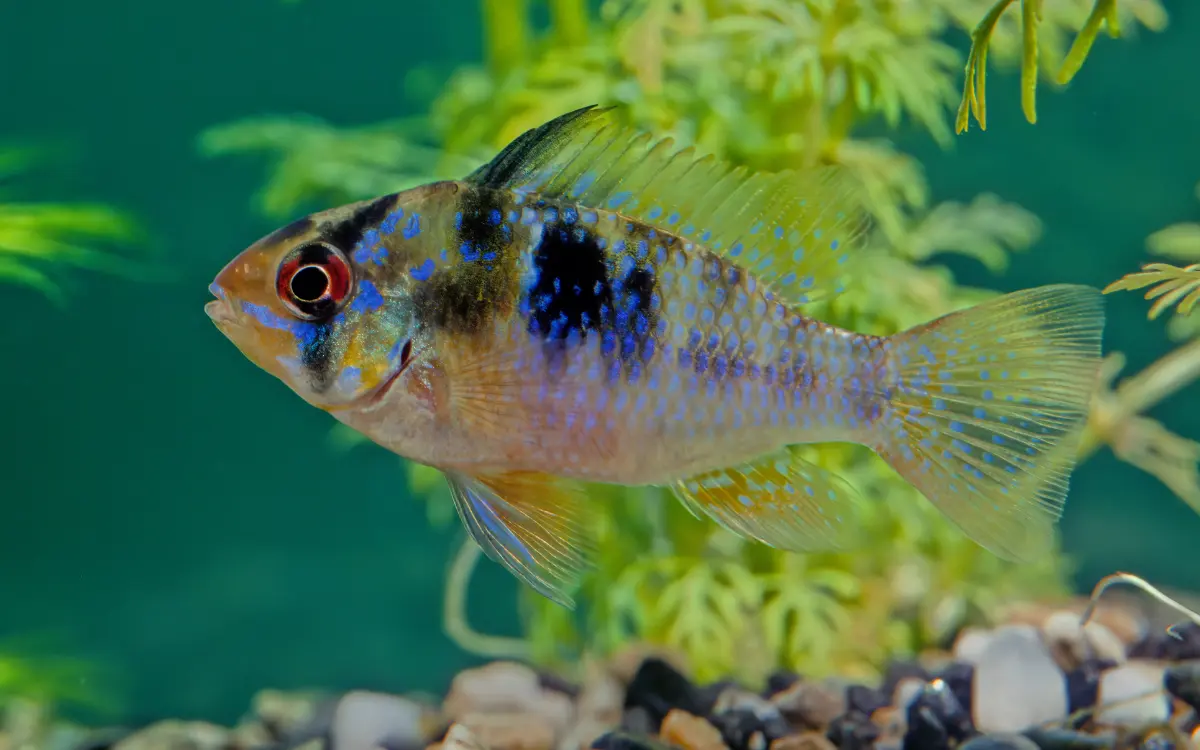 Ram Cichlid in aquarium