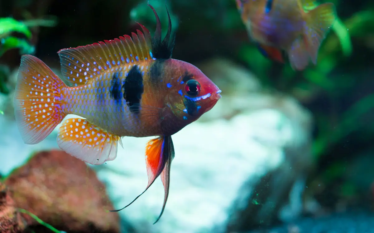 Ram Cichlid