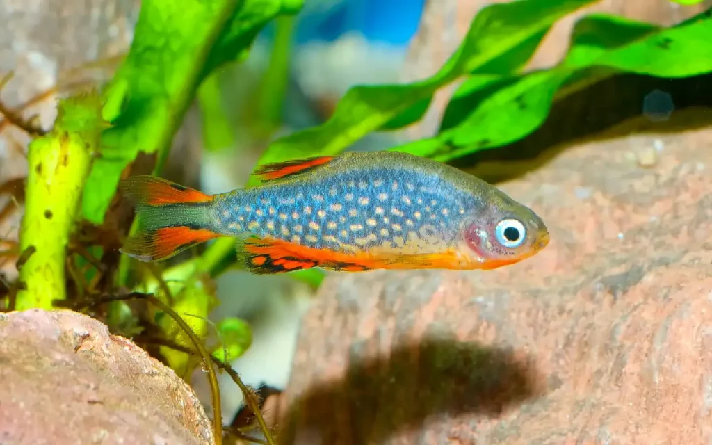 Rasbora Galaxy
